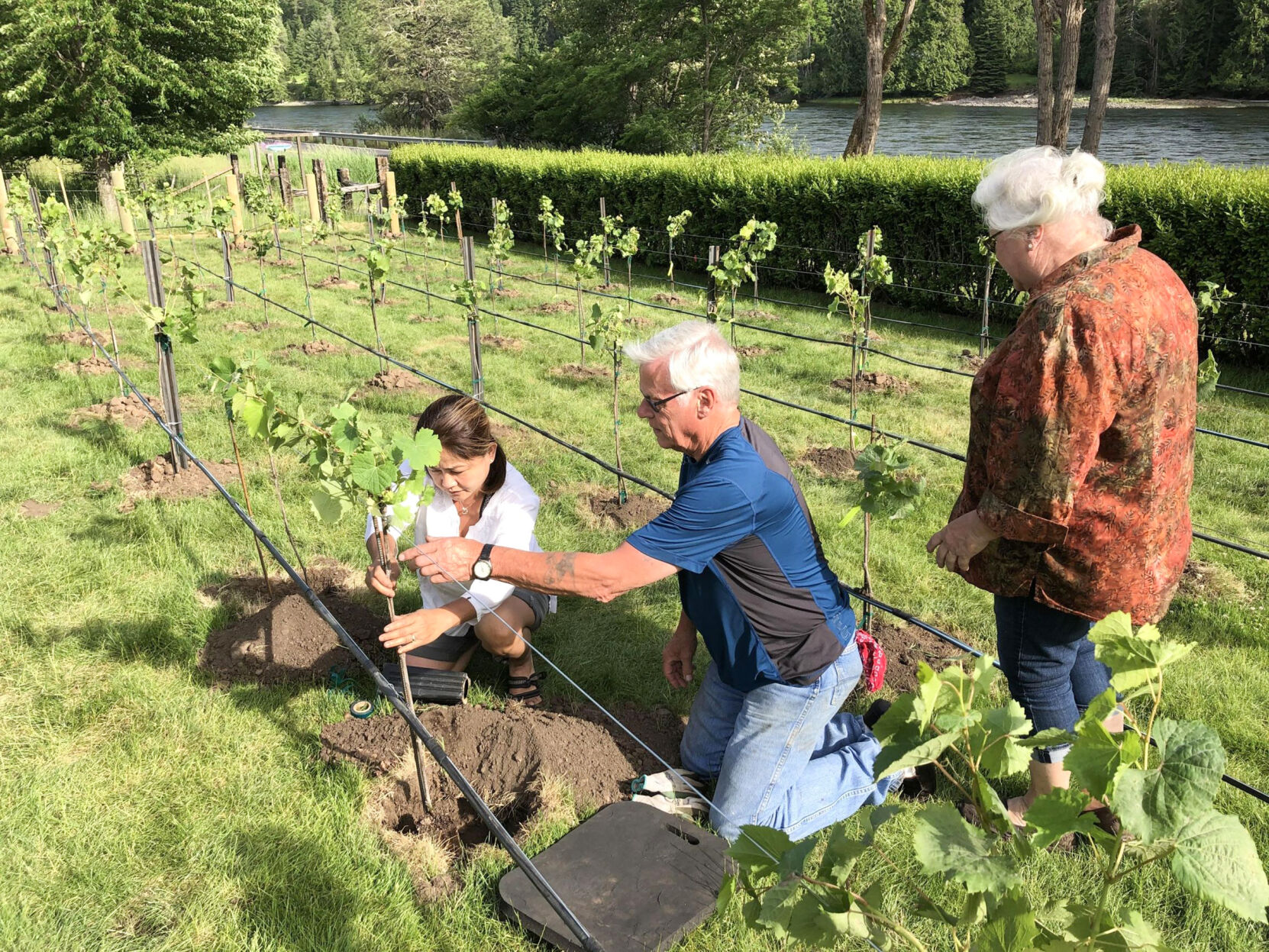 Vineyard planting photo